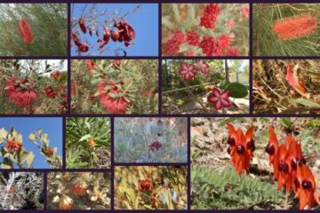 Red Western Australian Wildflowers