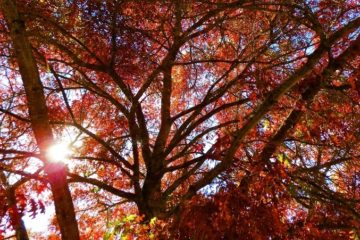 Red Leaves in the Sunset