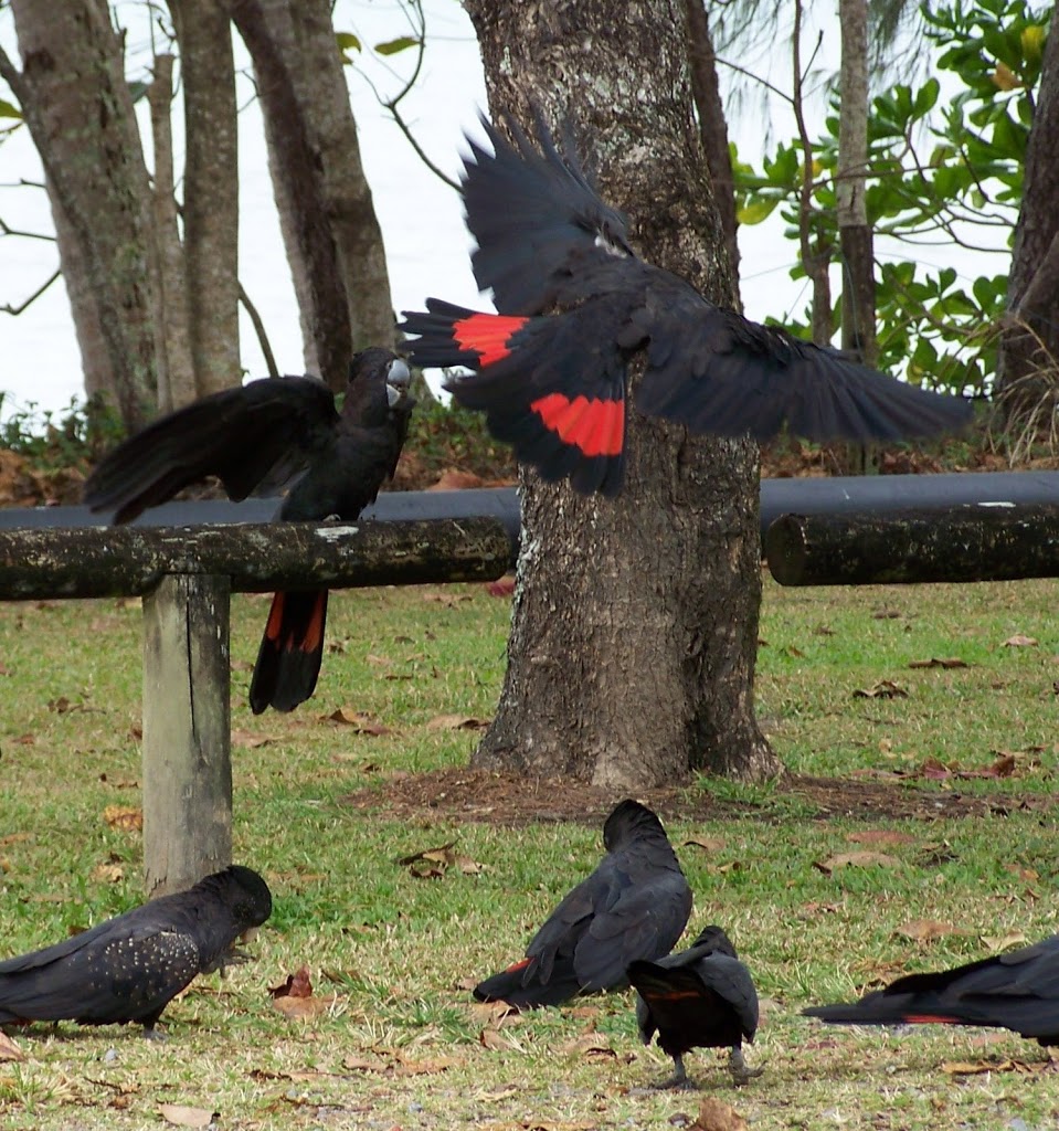 Red-tailed Black Cockatoo, Holloways Beach, Cairns**