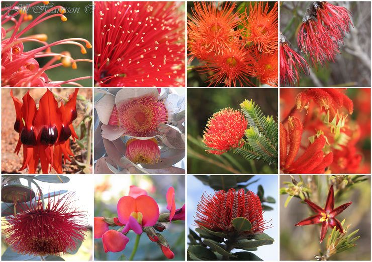 Red-wildflowers-201219