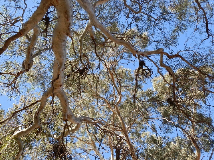 River Redgum Random, Weira Creek via Carrieton South Australia