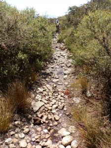 Mt Abrupt Summit Hike Track