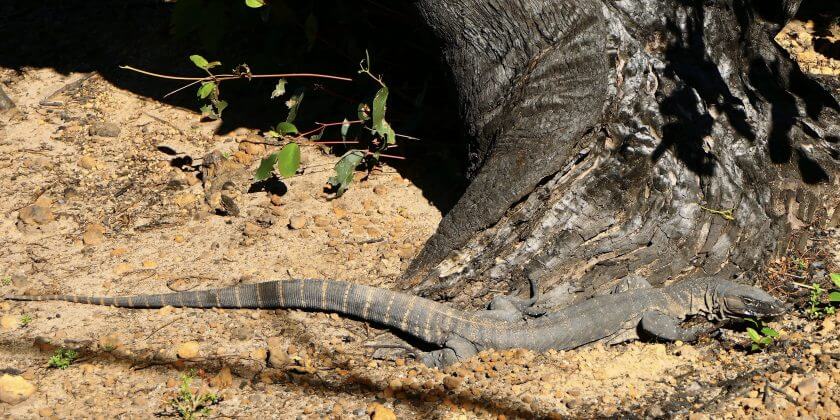 Rosenberg’s Goanna, Kangaroo Island