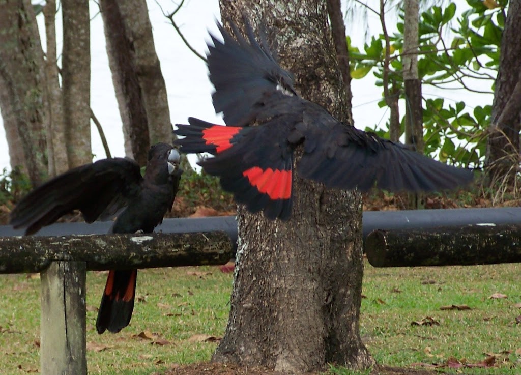 Red-tailed Black Cockatoo on the beach, Cairns