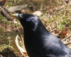 Male Satin Bowerbird