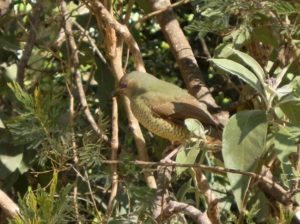 Female Satin Bowerbird