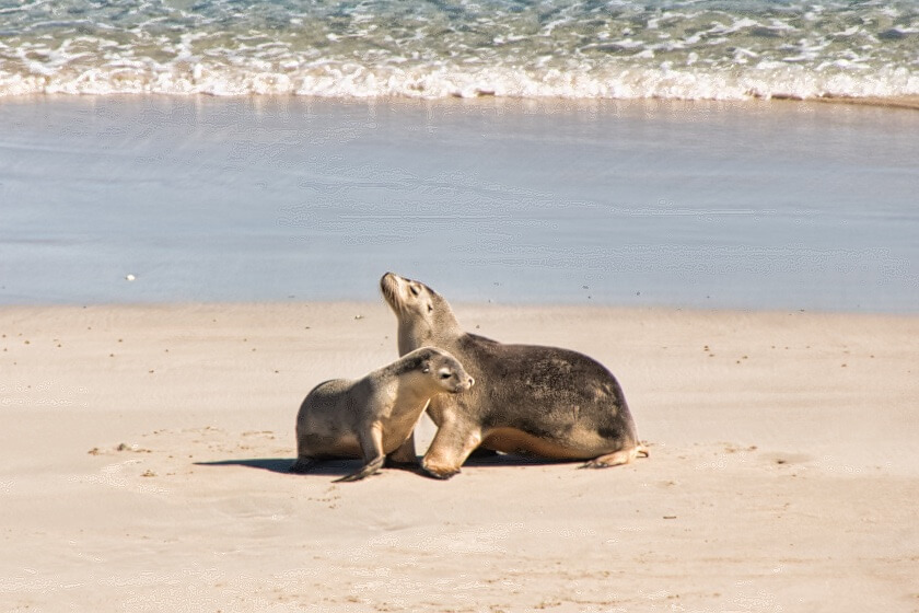 Seals at Seal Bay