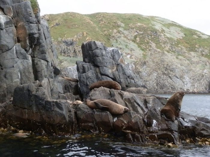 Seals near Bruny Island