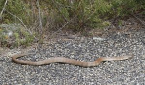 Joe Blake (snake) on the Frog & Toad (road), Grampians, Vic