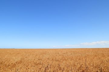 Crops on Southern Yorke Peninsula, South Australia