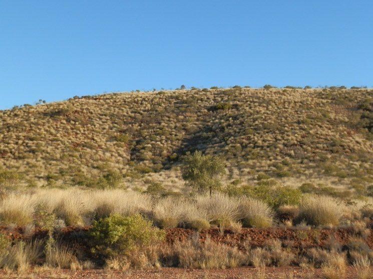 Just can't have too much spinifex ... Larapinta Trail, between Ormiston Gorge and Glen Helen Gorge