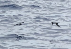 White-bellied Storm Petrels