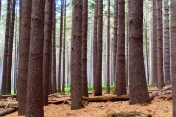 Sugar Pine Walk, Bago State Forest, New South Wales