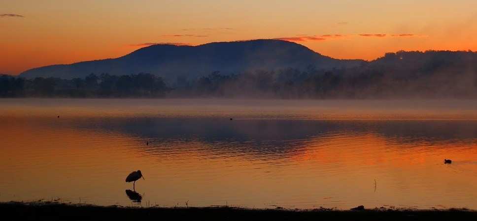 Sunrise with Spoonbill, Lake Moogerah