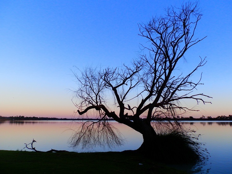 Still Life with Australasian Darter, Lake Cullulleraine