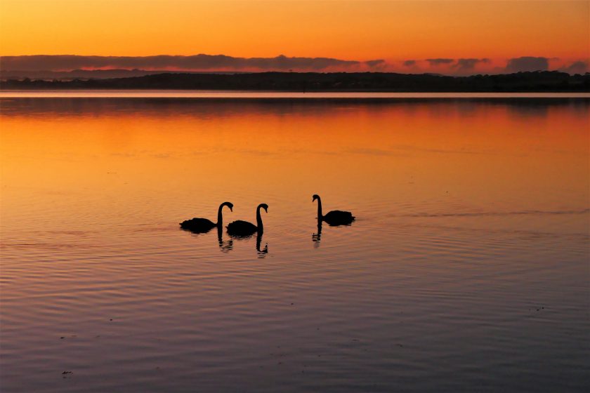 Sunrise with Swans, American River, Kangaroo Island