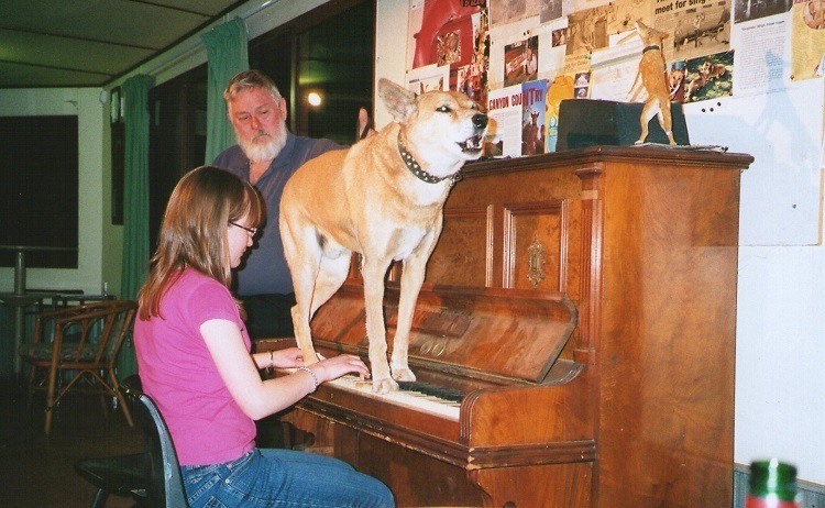 Dinky, the Singing, Piano Playing Dingo, Stuarts Well