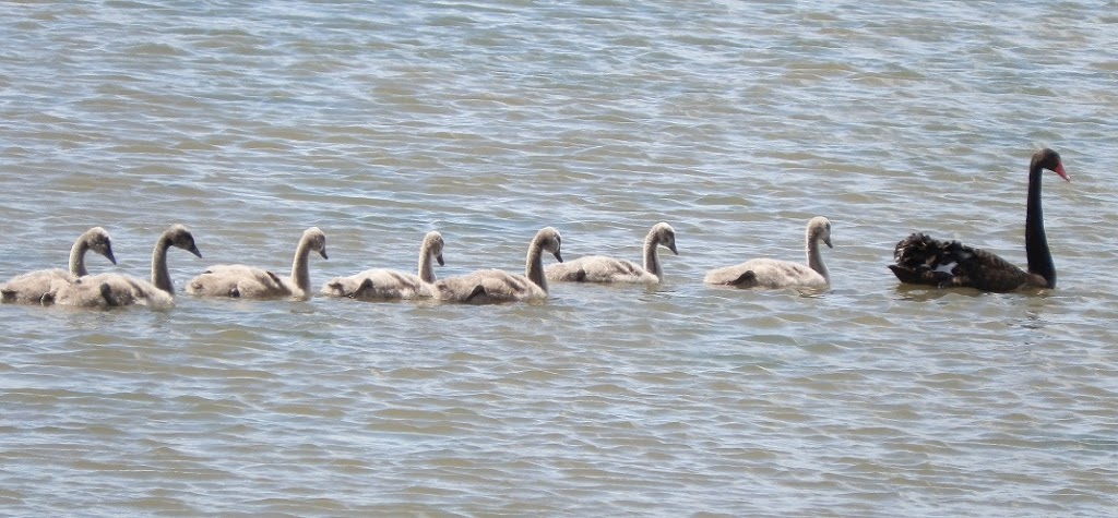 Australian Black Swan and Cygnets at Werribee
