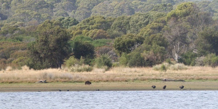 Tasmanian Wombat, Narawntapu National Park
