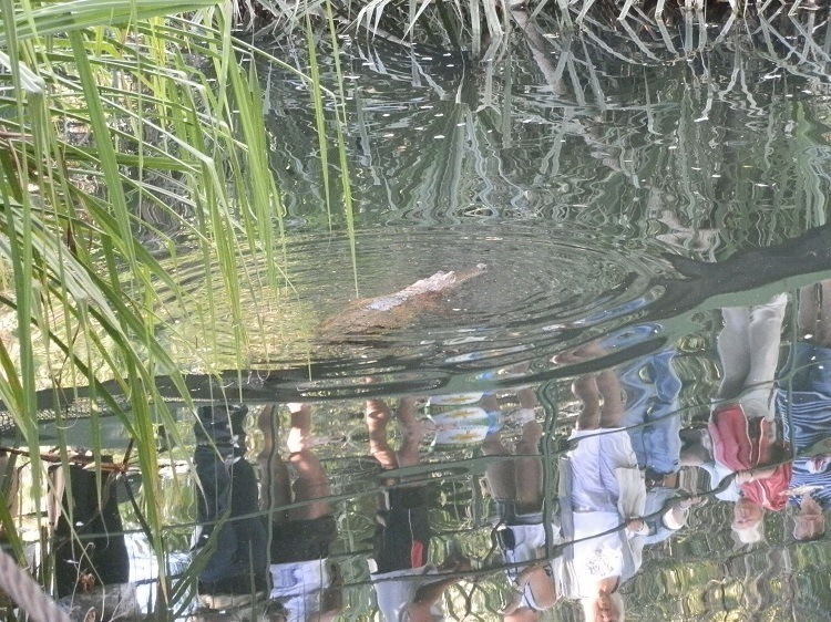 Crocs in Timber Creek, Northern Territory