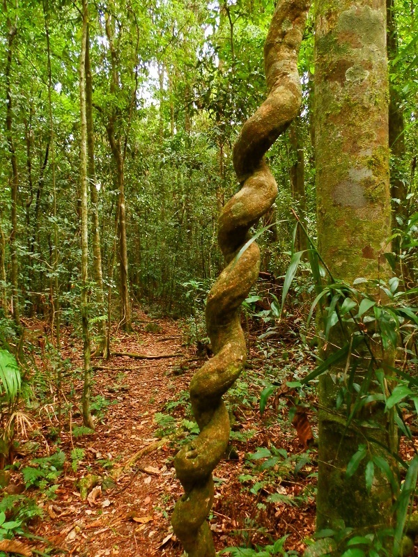 Murray Scrub, Toonumbar National Park, NSW