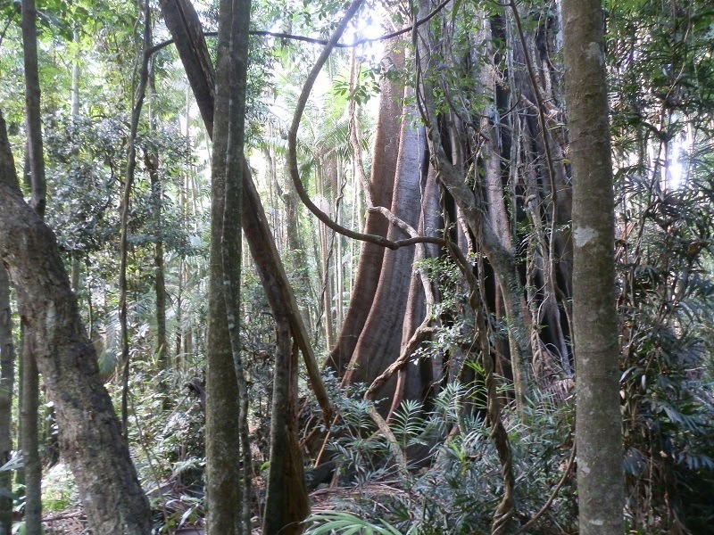 Victoria Park Rainforest, via Alstonville, NSW