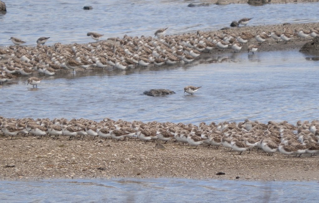 Waders at Werribee, Western Treatment Plant, via Melbourne