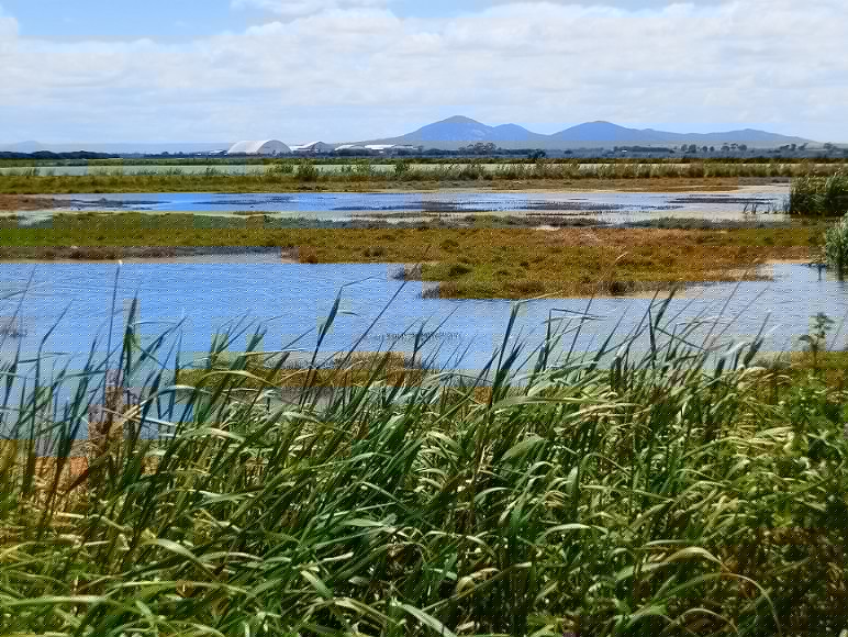 Western Treatment Plant with Avalon Airport and You Yangs in the distance, Victoria, Australia
