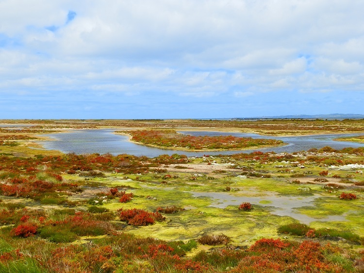 A sewage pond by any other name ... the beauty of Werribee, Western Treatment Plant, Victoria