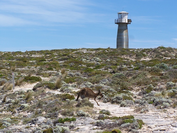 Is that a kanga I see before me?? West Cape Lighthouse, Innes National Park, South Australia