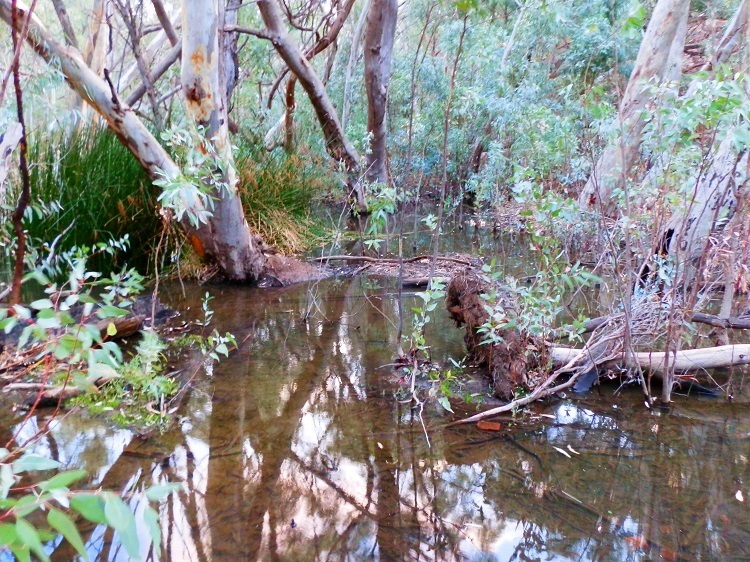 Wilpena Creek, Flinders Ranges National Park