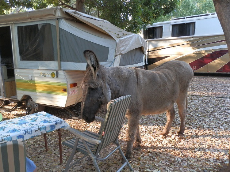 The Café has a visitor, Wyndham Caravan Park, Western Australia