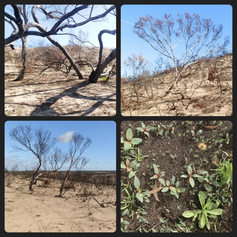 Wyperfeld Fire Damage and Regeneration