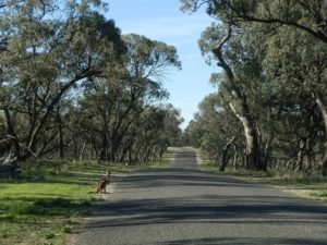 Entering Wyperfeld National Park