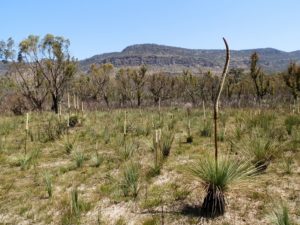 Grass Trees at Victoria Valley, Grampians