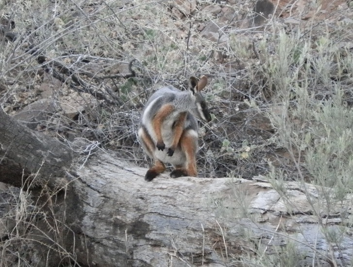 Yellow-footed Rock Wallaby, Arkaroola, South Australia